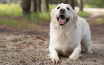 Artrite nel cane